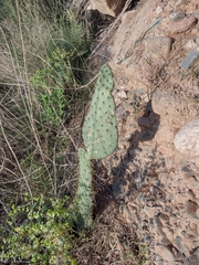Opuntia lindheimeri
