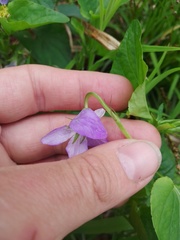 Viola nemoralis