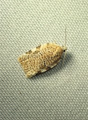 Acleris cervinana