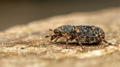 Ulorhinus bilineatus