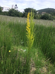 Solidago maya