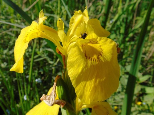 Vodena perunika (Iris pseudacorus)