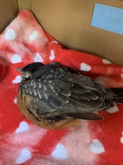 Turdus migratorius