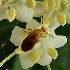 Anaspis maculata