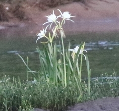 Hymenocallis coronaria