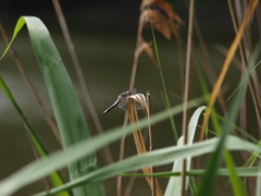 Libellula fulva