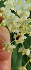 Anaspis maculata