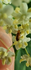 Anaspis maculata