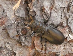 Mallodon chevrolatii