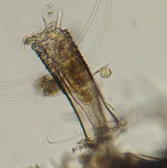 Limnias novemceras