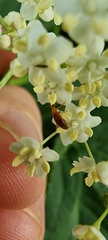 Anaspis maculata