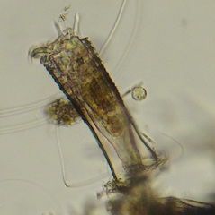 Limnias novemceras