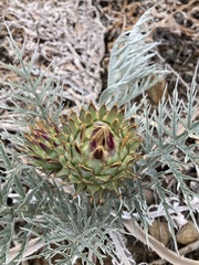 Cynara cardunculus