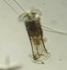Limnias novemceras