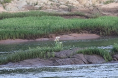 Hymenocallis coronaria