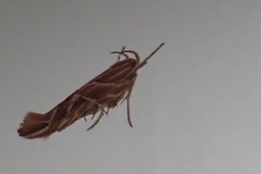 Pyroderces argyrogrammos