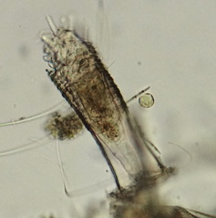 Limnias novemceras