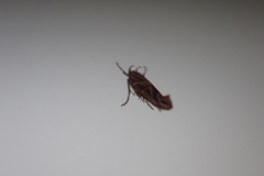 Pyroderces argyrogrammos