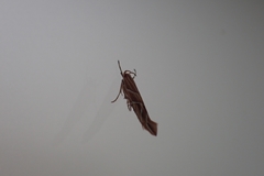 Pyroderces argyrogrammos