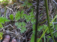 Ligusticum apiifolium