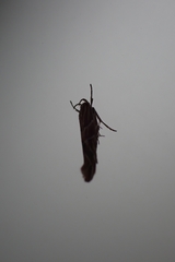 Pyroderces argyrogrammos