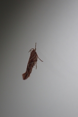 Pyroderces argyrogrammos