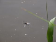 Libellula fulva