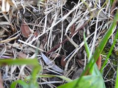Ligusticum apiifolium