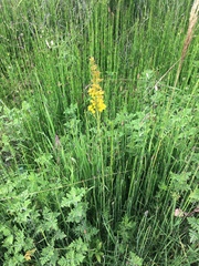Solidago maya