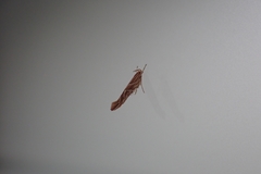 Pyroderces argyrogrammos