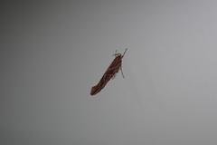 Pyroderces argyrogrammos