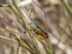Chorthippus maritimus