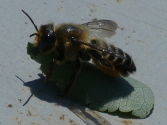 Megachile