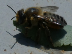 Megachile