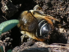 Megachile