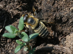 Megachile