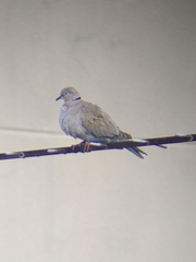 Streptopelia decaocto