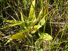 Platanthera dilatata