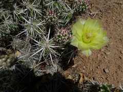 Grusonia clavata