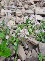 Noccaea rotundifolia
