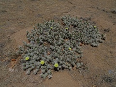 Grusonia clavata