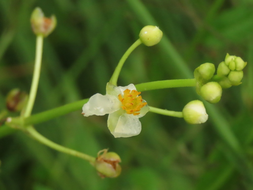 Image of Sagittaria trifolia by (c) chiuluan, some rights reserved (CC BY)