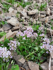 Noccaea rotundifolia