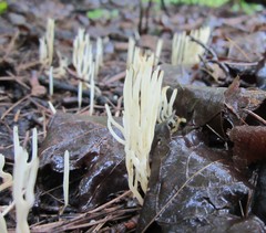 Ramariopsis minutula