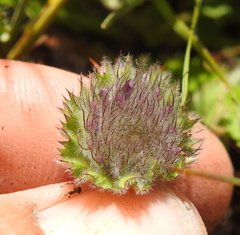 Trifolium barbigerum