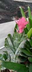 Aechmea fasciata