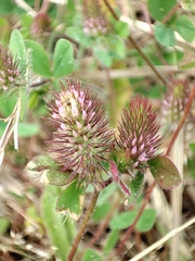 Trifolium ligusticum