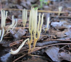 Ramariopsis minutula