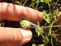 Trifolium barbigerum