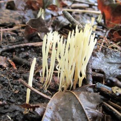 Ramariopsis minutula